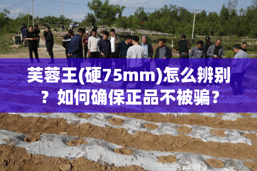 芙蓉王(硬75mm)怎么辨别？如何确保正品不被骗？
